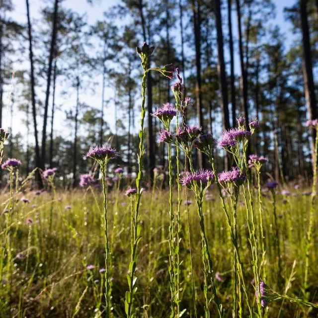 thumbnail for publication: Recommendations and Best Practices for Youth Environmental Education Programs